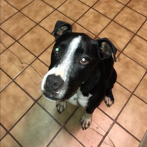 Meet your Posher, Abigail